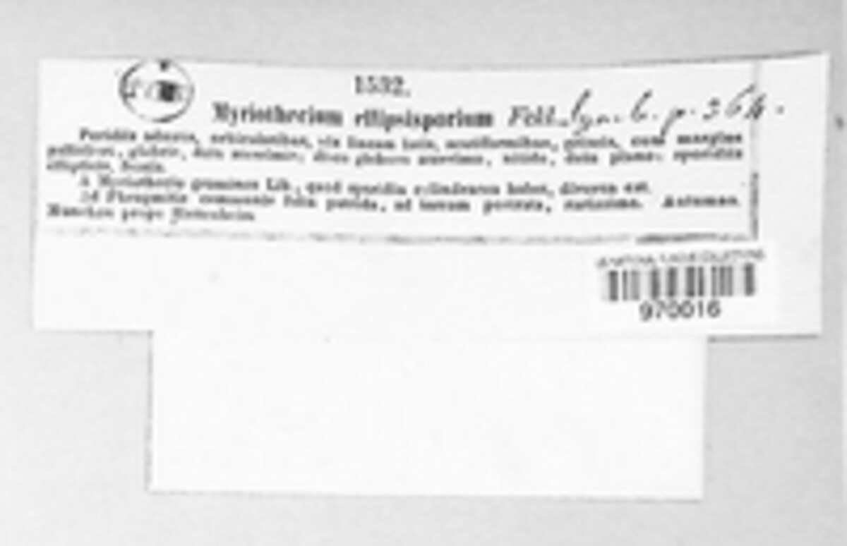 Myrothecium ellipsosporum image